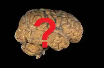 Does freediving cause brain damage?